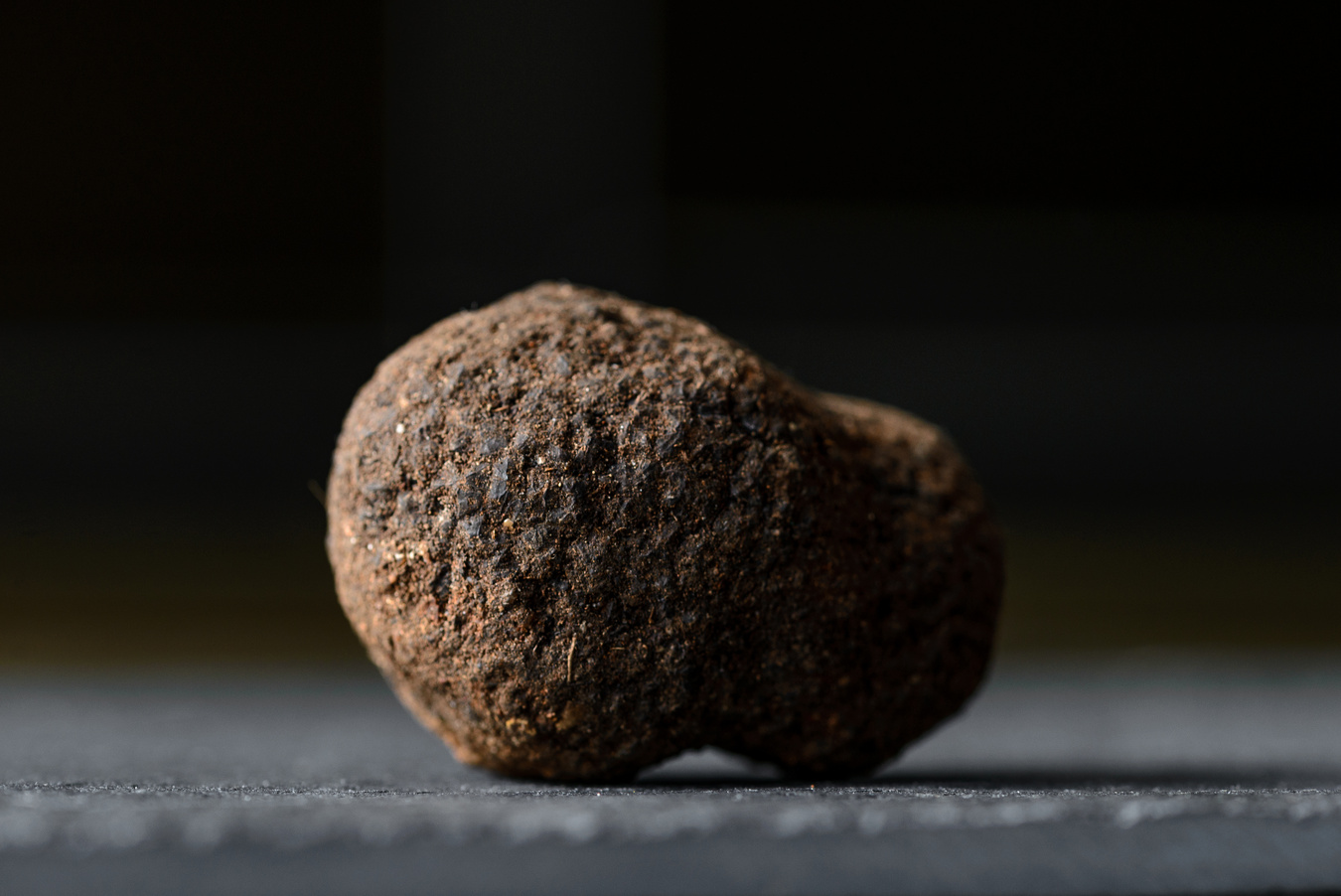 Tuber melanosporum, called the black truffle, Périgord truffle or French black truffle